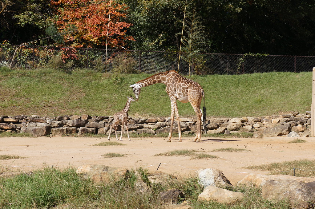 an adult giraffe leans its head towards a baby giraffe